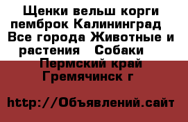 Щенки вельш корги пемброк Калининград - Все города Животные и растения » Собаки   . Пермский край,Гремячинск г.